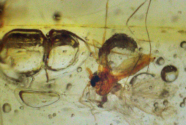 １００万年前の世界を包み込んだマダガスカル産のコーパル（Copal）。羽虫、クモ・・・数え切れないほど夥しい数の虫が内包されています（その9）