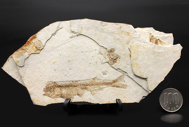 東アジアを代表する淡水魚、リコプテラ（Lycoptera sp.）の上質化石（その10）