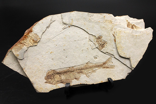 東アジアを代表する淡水魚、リコプテラ（Lycoptera sp.）の上質化石（その2）
