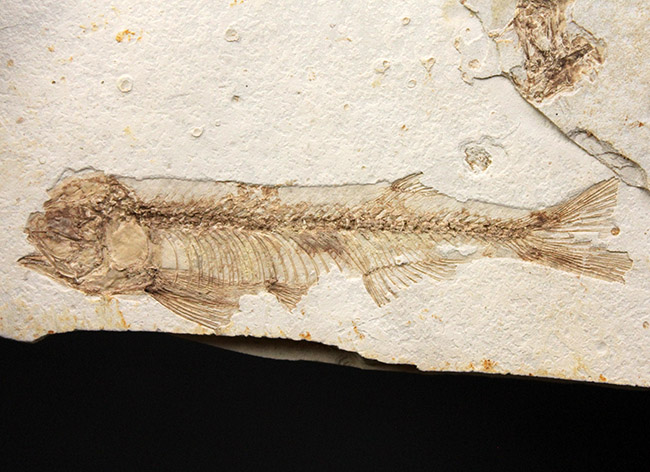 東アジアを代表する淡水魚、リコプテラ（Lycoptera sp.）の上質化石（その3）