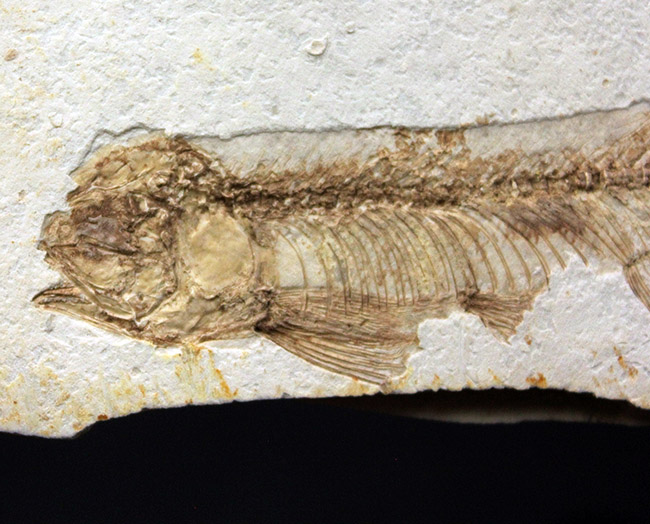 東アジアを代表する淡水魚、リコプテラ（Lycoptera sp.）の上質化石（その4）