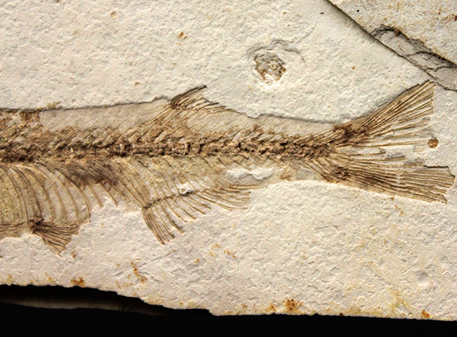 東アジアを代表する淡水魚、リコプテラ（Lycoptera sp.）の上質化石（その5）