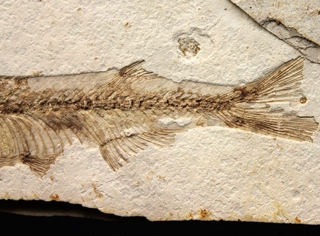 東アジアを代表する淡水魚、リコプテラ（Lycoptera sp.）の上質化石
