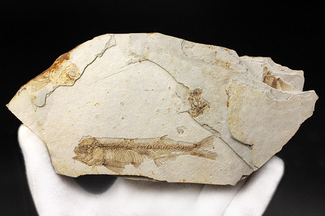 東アジアを代表する淡水魚、リコプテラ（Lycoptera sp.）の上質化石（その6）