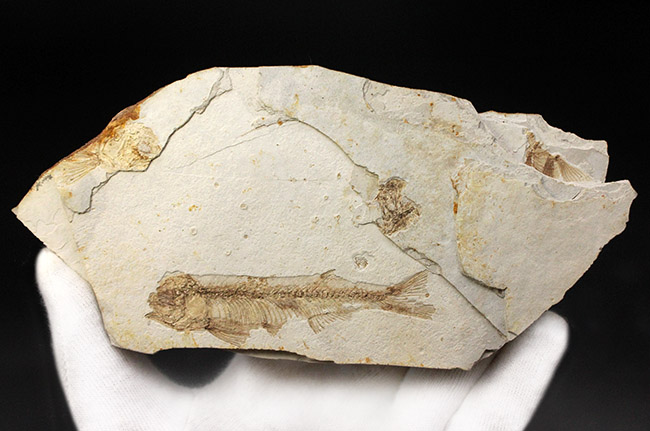 東アジアを代表する淡水魚、リコプテラ（Lycoptera sp.）の上質化石