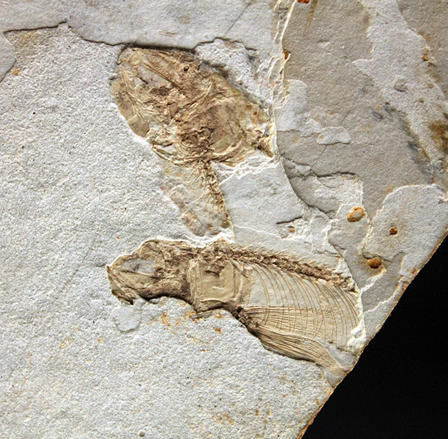 東アジアを代表する淡水魚、リコプテラ（Lycoptera sp.）の上質化石（その8）