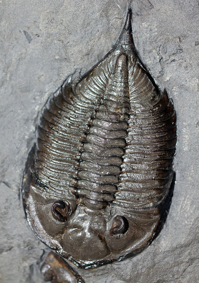 マルチプレートは希少!米国ニューヨーク州産三葉虫ダルマニテス(Dalmanites limulurus)、4体。(その1)