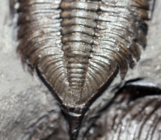 マルチプレートは希少!米国ニューヨーク州産三葉虫ダルマニテス(Dalmanites limulurus)、4体。(その10)