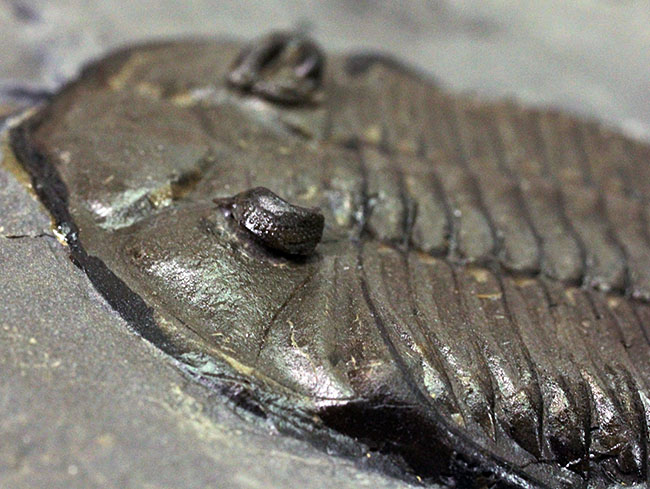 マルチプレートは希少!米国ニューヨーク州産三葉虫ダルマニテス(Dalmanites limulurus)、4体。(その11)