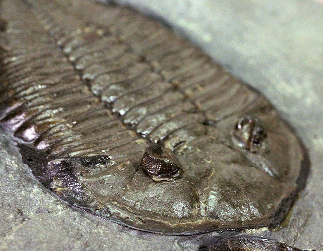 マルチプレートは希少!米国ニューヨーク州産三葉虫ダルマニテス(Dalmanites limulurus)、4体。(その12)