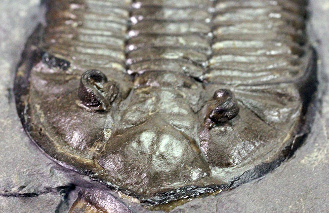 マルチプレートは希少!米国ニューヨーク州産三葉虫ダルマニテス(Dalmanites limulurus)、4体。(その13)