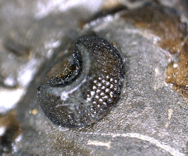 マルチプレートは希少!米国ニューヨーク州産三葉虫ダルマニテス(Dalmanites limulurus)、4体。(その15)