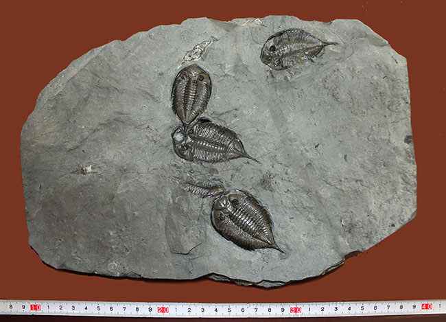 マルチプレートは希少!米国ニューヨーク州産三葉虫ダルマニテス(Dalmanites limulurus)、4体。(その19)
