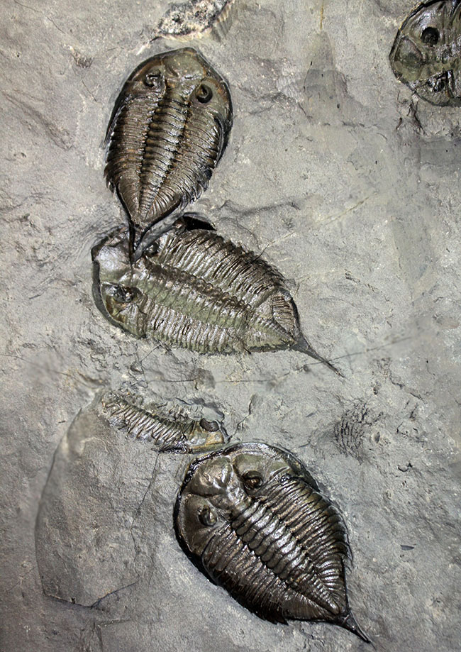 マルチプレートは希少!米国ニューヨーク州産三葉虫ダルマニテス(Dalmanites limulurus)、4体。(その2)