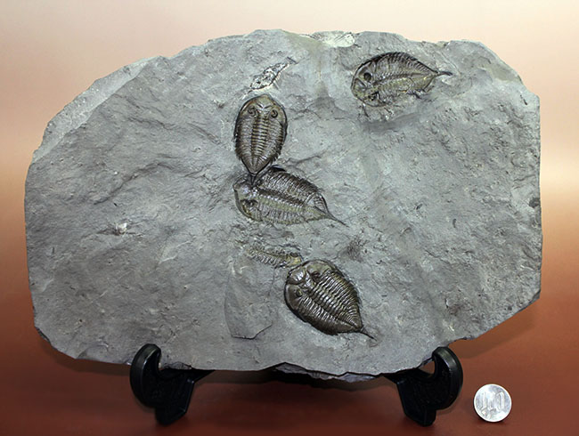 マルチプレートは希少!米国ニューヨーク州産三葉虫ダルマニテス(Dalmanites limulurus)、4体。(その20)