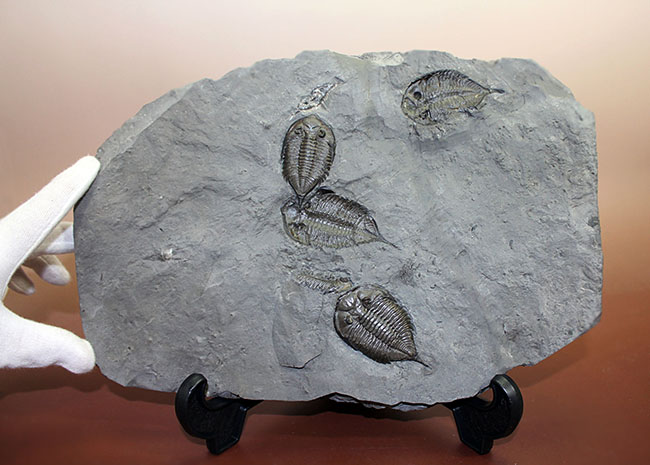 マルチプレートは希少!米国ニューヨーク州産三葉虫ダルマニテス(Dalmanites limulurus)、4体。(その3)
