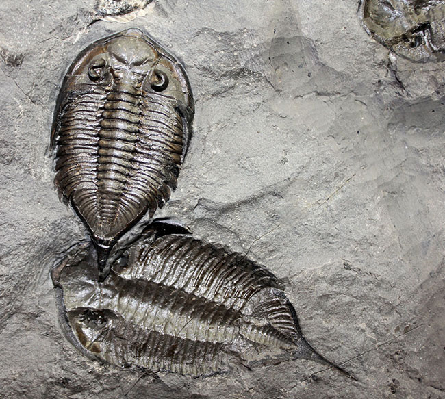マルチプレートは希少!米国ニューヨーク州産三葉虫ダルマニテス(Dalmanites limulurus)、4体。(その4)
