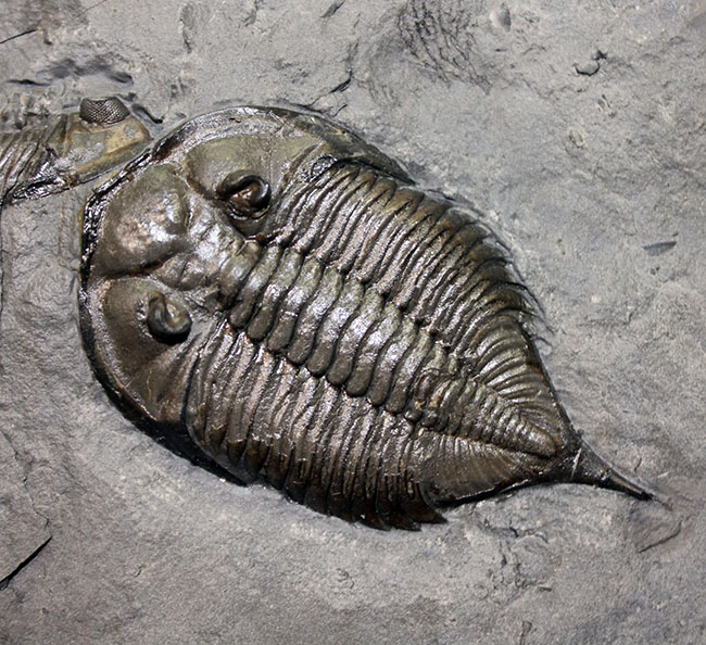 マルチプレートは希少!米国ニューヨーク州産三葉虫ダルマニテス(Dalmanites limulurus)、4体。(その5)