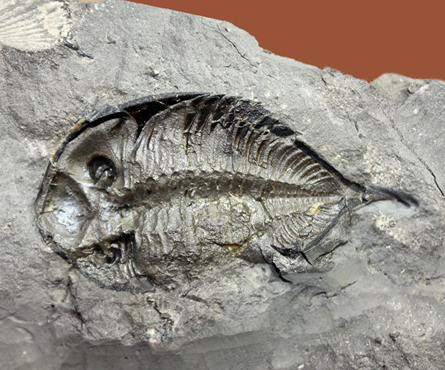 マルチプレートは希少!米国ニューヨーク州産三葉虫ダルマニテス(Dalmanites limulurus)、4体。(その6)