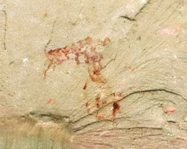 希少なチェンジャン動物群の一つ、生物史の最初期のハンターの一つ、アノマロカリス（Anomalocaris）の触手の部分化石（その3）