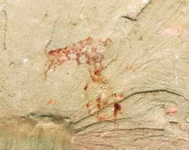 希少なチェンジャン動物群の一つ、生物史の最初期のハンターの一つ、アノマロカリス(Anomalocaris)の触手の部分化石(その3)