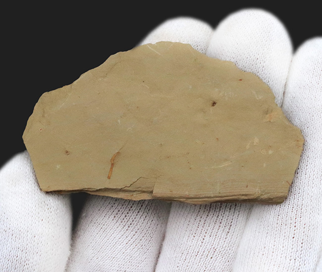 希少なチェンジャン動物群の一つ、生物史の最初期のハンターの一つ、アノマロカリス（Anomalocaris）の触手の部分化石（その4）