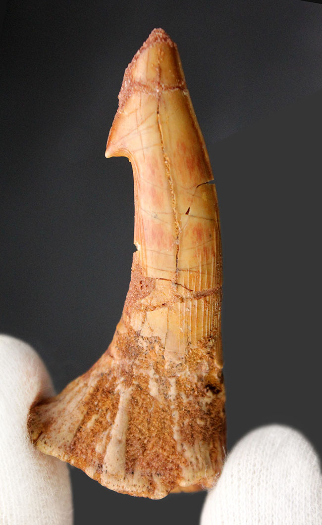 チェーンソーを口の先に持っていた珍妙な生物ノコギリエイは白亜紀にもいた。オンコプリステス（Onchopristis）の歯化石（その1）