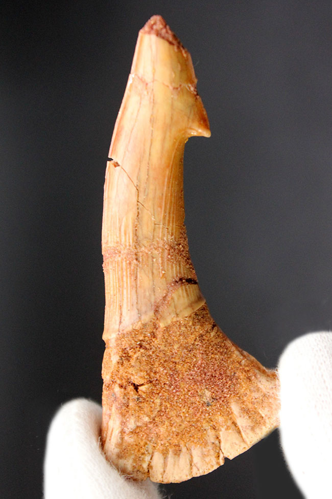 チェーンソーを口の先に持っていた珍妙な生物ノコギリエイは白亜紀にもいた。オンコプリステス(Onchopristis)の歯化石(その2)