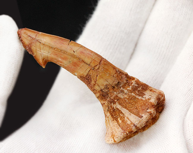 チェーンソーを口の先に持っていた珍妙な生物ノコギリエイは白亜紀にもいた。オンコプリステス(Onchopristis)の歯化石(その3)
