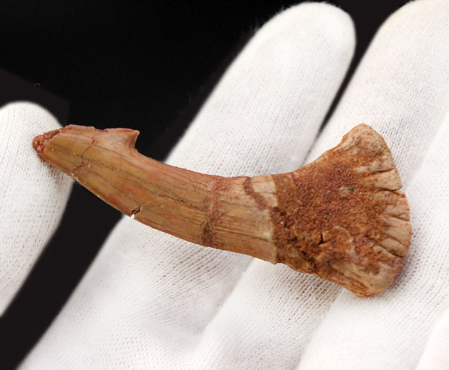 チェーンソーを口の先に持っていた珍妙な生物ノコギリエイは白亜紀にもいた。オンコプリステス（Onchopristis）の歯化石（その4）