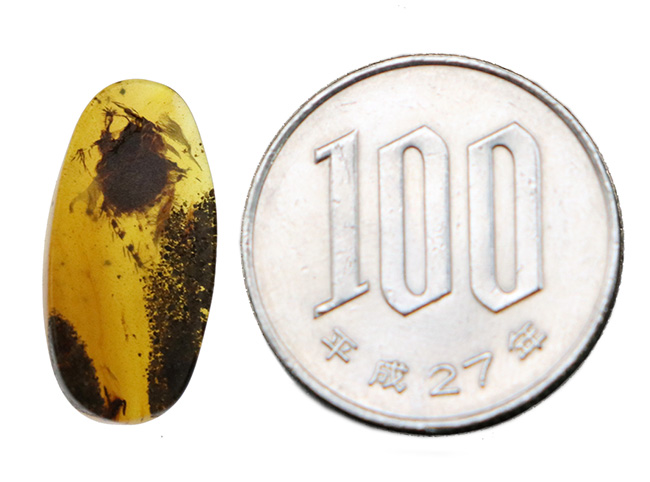 初遭遇!このトゲは一体なに?!摩訶不思議な内包物が包まれた、白亜紀の琥珀、バーマイト(Burmite)(その10)