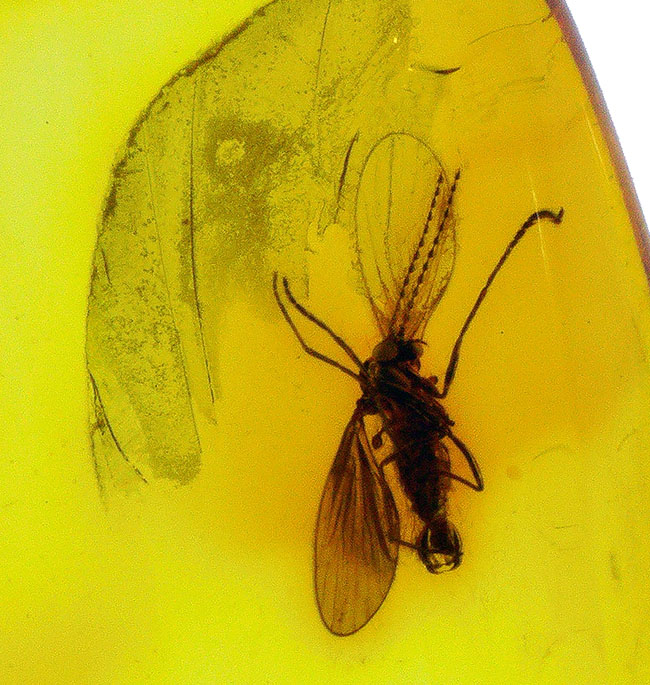 リトアニアンゴールド!オオチョウバエ科の羽虫を内包したバルト海産の琥珀(Amber)(その3)