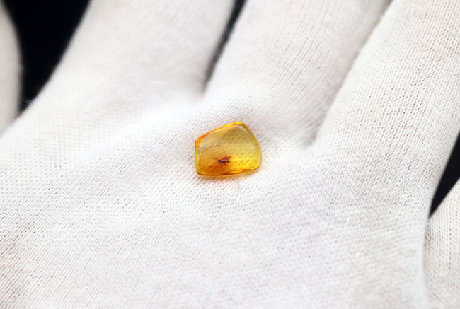 リトアニアンゴールド!オオチョウバエ科の羽虫を内包したバルト海産の琥珀(Amber)(その4)
