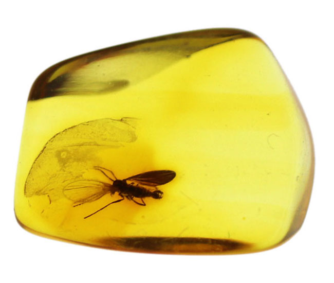 リトアニアンゴールド!オオチョウバエ科の羽虫を内包したバルト海産の琥珀(Amber)(その5)