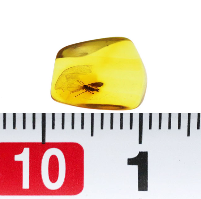 リトアニアンゴールド!オオチョウバエ科の羽虫を内包したバルト海産の琥珀(Amber)(その8)