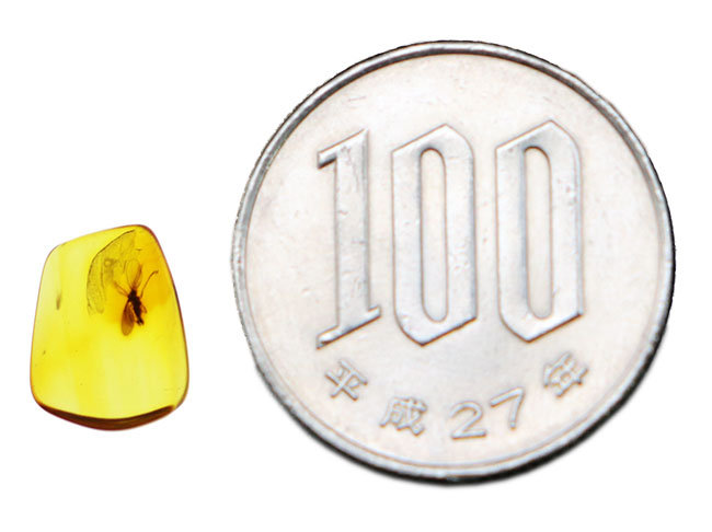 リトアニアンゴールド!オオチョウバエ科の羽虫を内包したバルト海産の琥珀(Amber)(その9)