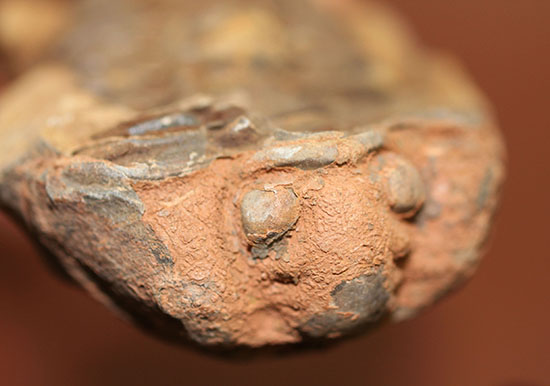 オルドビス紀の示準化石。ノジュール標本！モロッコ産三葉虫ディアカリメネ（その1）