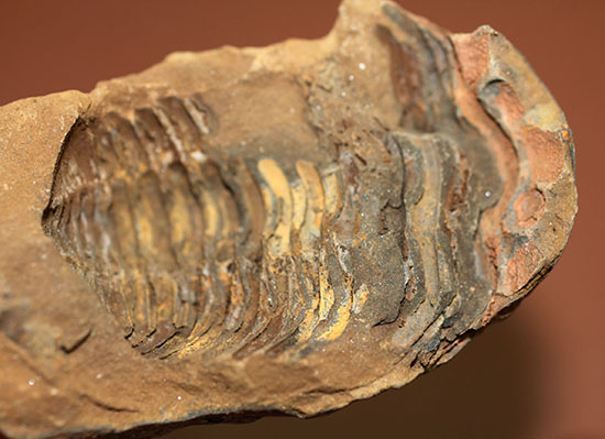 オルドビス紀の示準化石。ノジュール標本！モロッコ産三葉虫ディアカリメネ（その10）