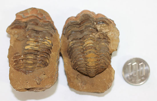 オルドビス紀の示準化石。ノジュール標本！モロッコ産三葉虫ディアカリメネ（その11）