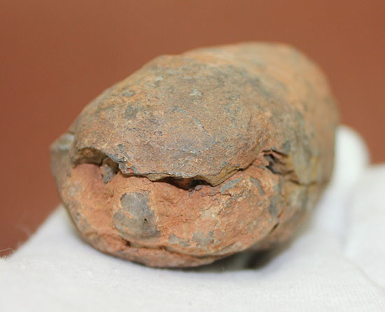 オルドビス紀の示準化石。ノジュール標本！モロッコ産三葉虫ディアカリメネ（その2）