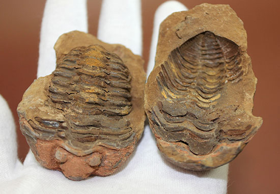 オルドビス紀の示準化石。ノジュール標本！モロッコ産三葉虫ディアカリメネ（その3）