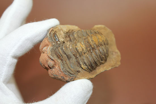 オルドビス紀の示準化石。ノジュール標本！モロッコ産三葉虫ディアカリメネ（その4）
