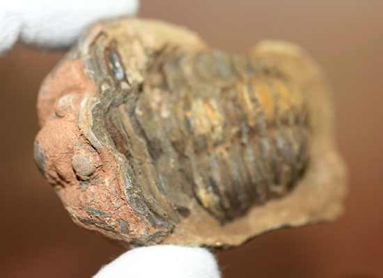 オルドビス紀の示準化石。ノジュール標本！モロッコ産三葉虫ディアカリメネ（その5）