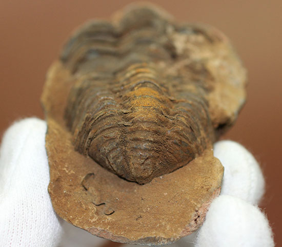 オルドビス紀の示準化石。ノジュール標本！モロッコ産三葉虫ディアカリメネ（その6）