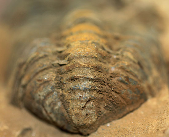 オルドビス紀の示準化石。ノジュール標本！モロッコ産三葉虫ディアカリメネ（その7）