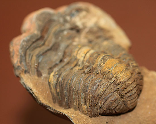 オルドビス紀の示準化石。ノジュール標本！モロッコ産三葉虫ディアカリメネ（その9）