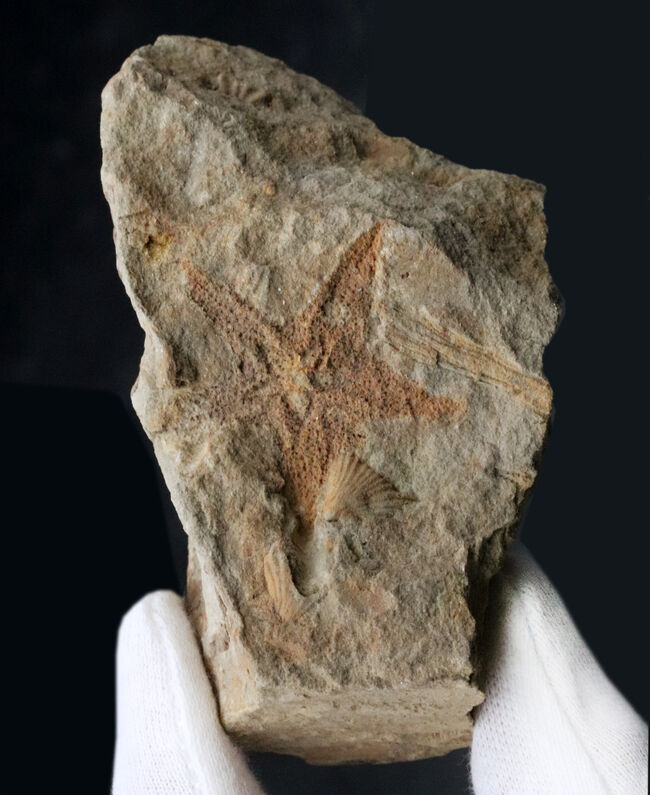 珍しいオーストラリア産！４億年前の海中に棲息していたヒトデ、ペトラスター（Petraster sp.）の上質化石（その1）