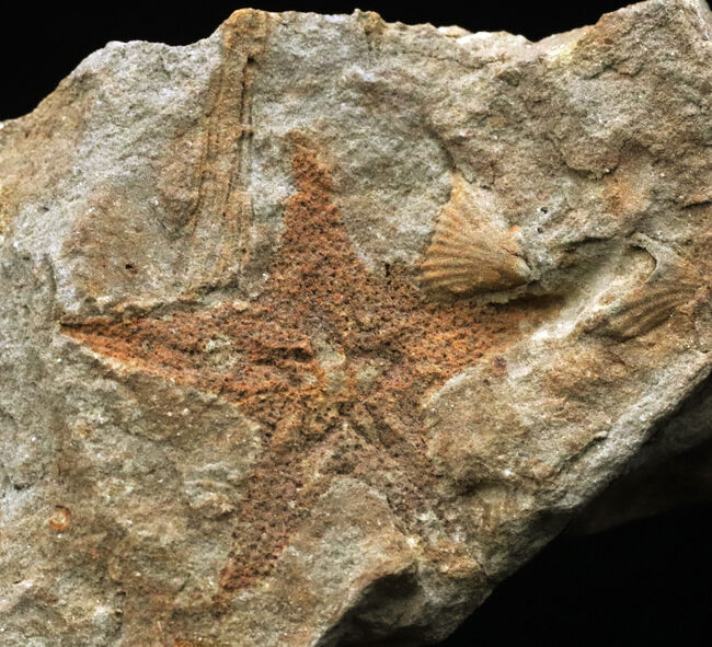 珍しいオーストラリア産！４億年前の海中に棲息していたヒトデ、ペトラスター（Petraster sp.）の上質化石（その2）