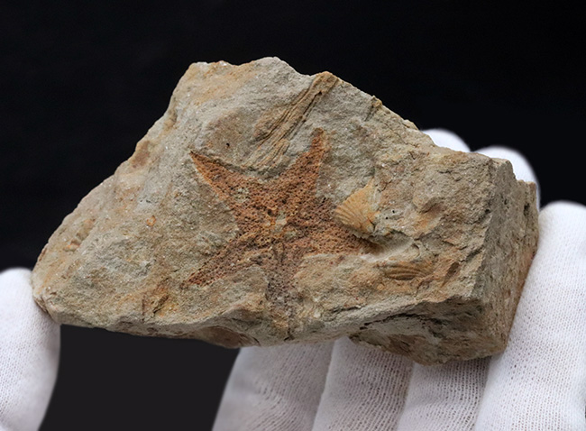 珍しいオーストラリア産！４億年前の海中に棲息していたヒトデ、ペトラスター（Petraster sp.）の上質化石（その3）