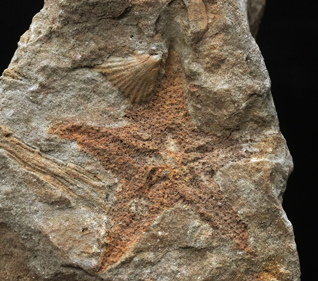 珍しいオーストラリア産！４億年前の海中に棲息していたヒトデ、ペトラスター（Petraster sp.）の上質化石（その4）
